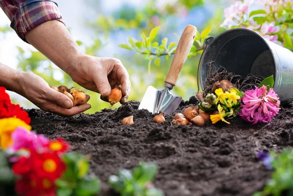 Person pflanzt Blumenzwiebeln mit Schaufel